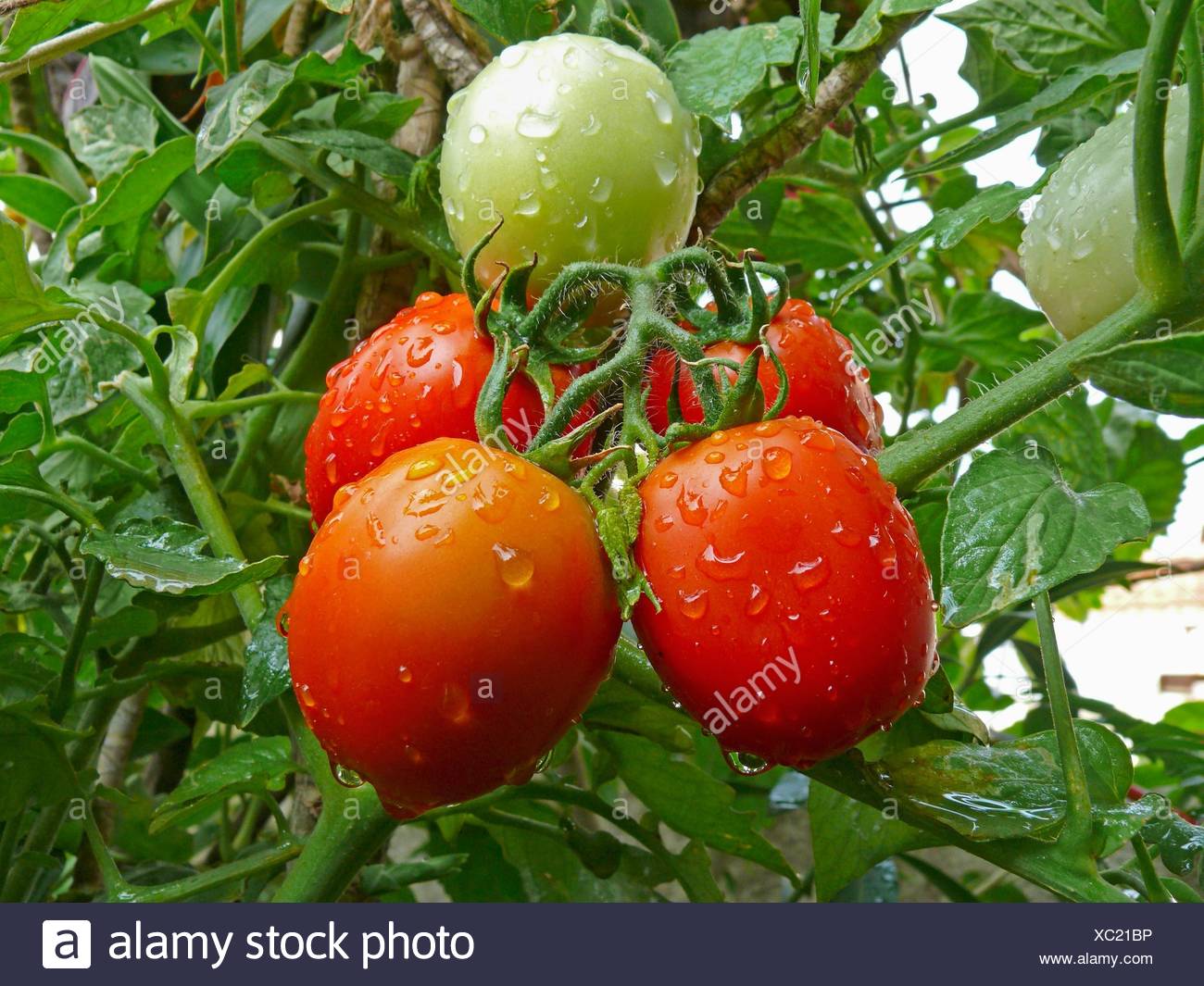 Tomatoes On A Plant Lycopersicon Esculentum Stock Photo Alamy