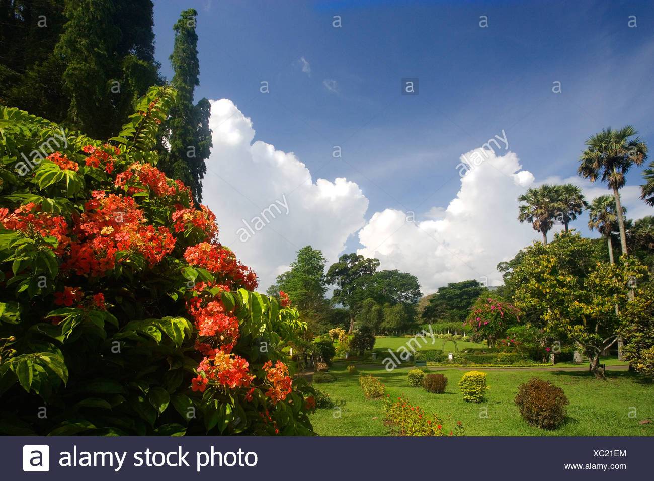 Sri Lanka Asia Peradeniya Royal Botanical Gardens Near Kandy Trees