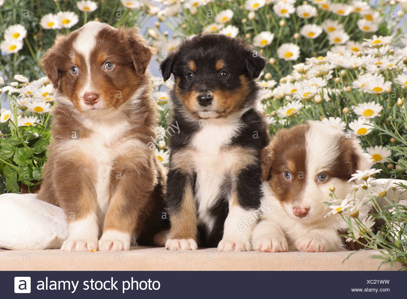 three Australian Shepherd Welpen in front of flowers Stock Photo - Alamy