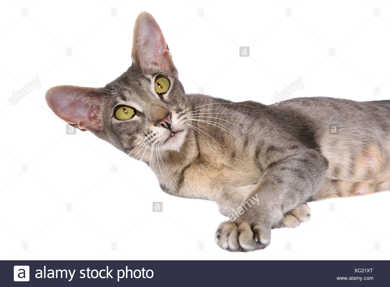 Oriental Shorthair Stock Photo 282787200 Alamy