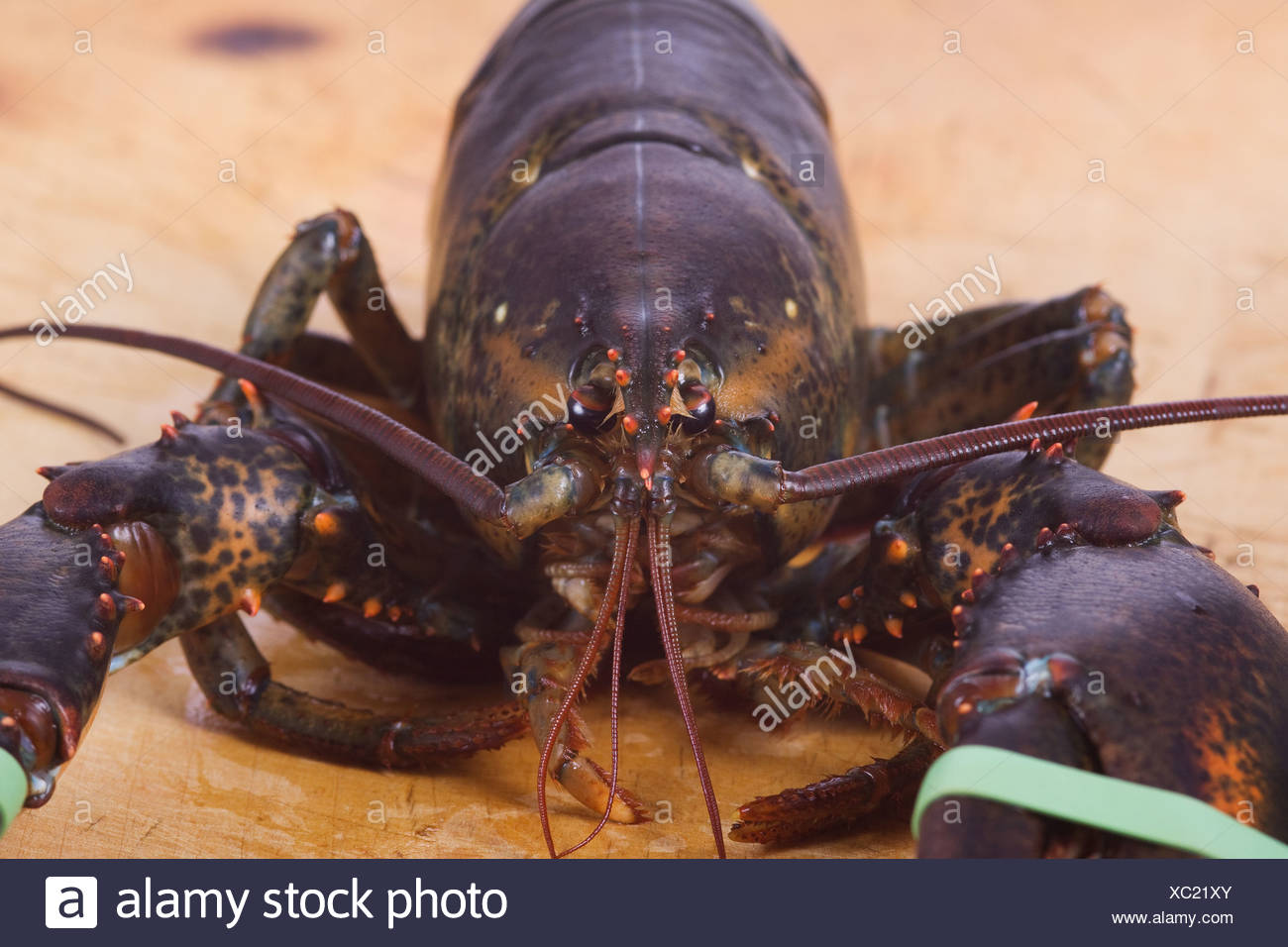 Lobster Eyes Stock Photos & Lobster Eyes Stock Images Alamy