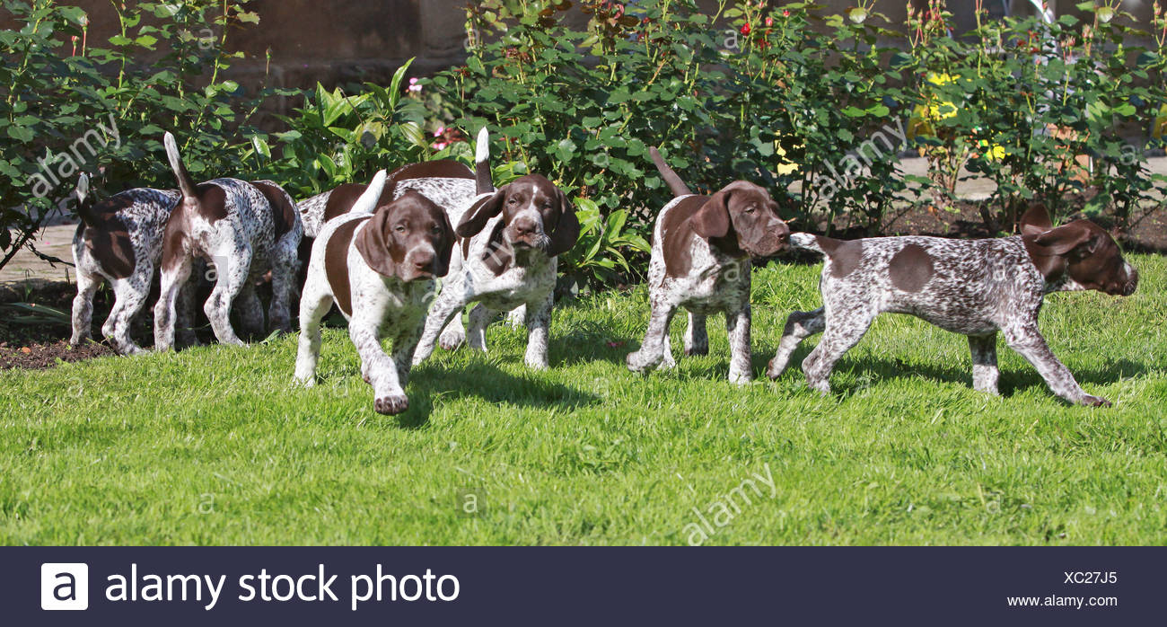 German Shorthaired Pointer Puppies Meadow Stock Photo 282791661