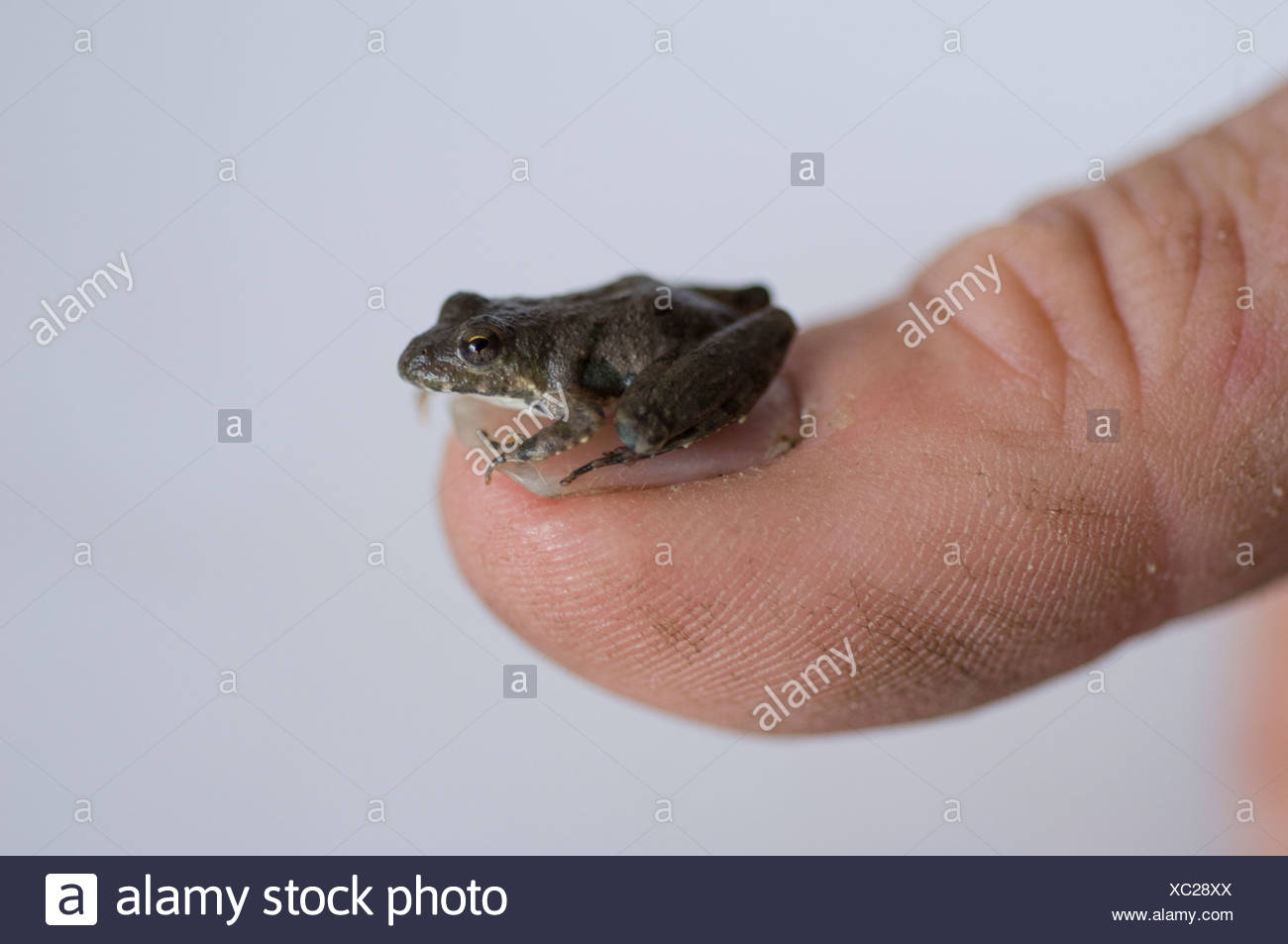 Page 2 Cricket Frog High Resolution Stock Photography And Images Alamy