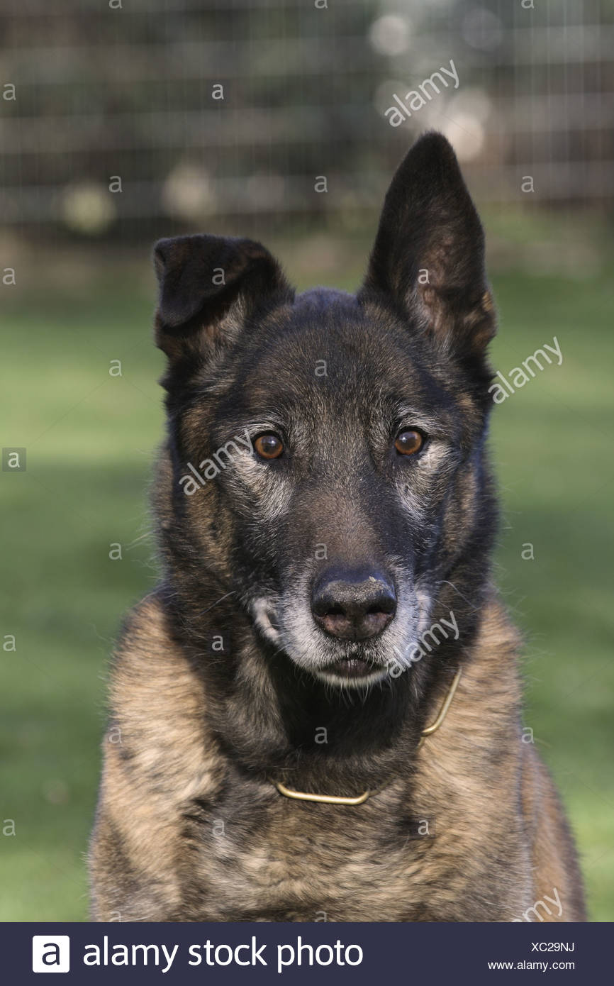 Belgian Shepherd Dog Chien De Berger Belge Malinois Canis Lupus F Familiaris Portrait Of An Old Dog Stock Photo Alamy Belgian Shepherd Dog Chien De Berger Belge Malinois Canis Lupus F Familiaris Portrait Of An Old Dog Stock Photo Alamy