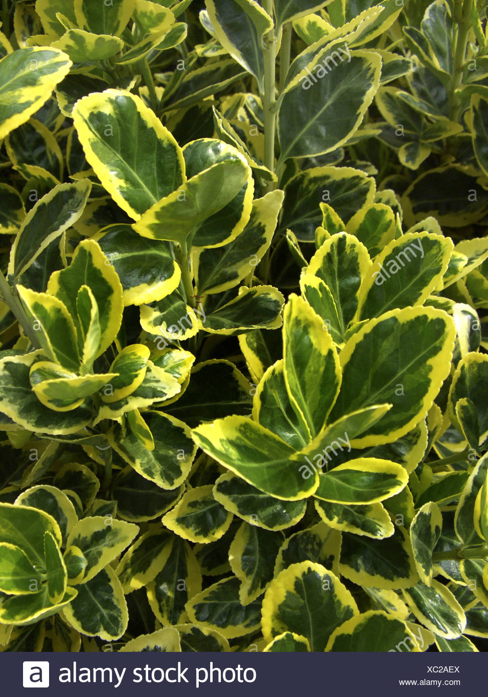 Euonymus Japonica High Resolution Stock Photography And Images Alamy