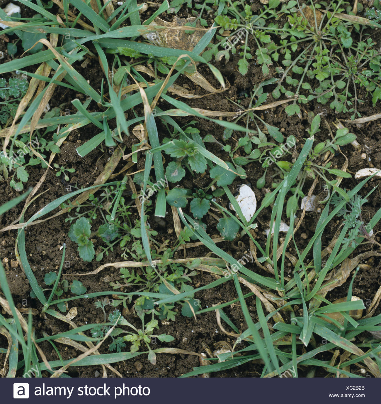 Close Up Broad Leaf Weed High Resolution Stock Photography and Images ...