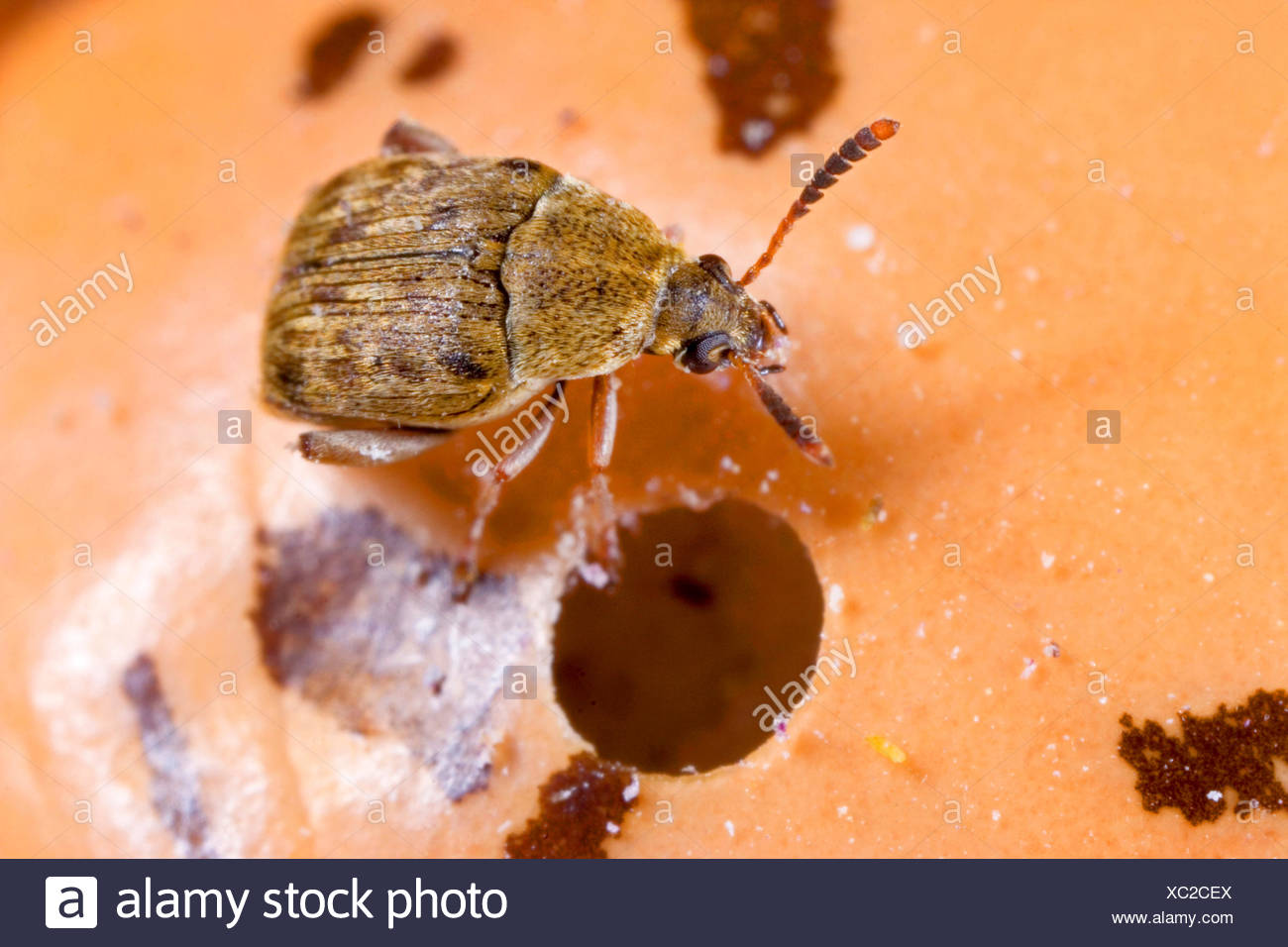 Beetle Bean High Resolution Stock Photography and Images Alamy