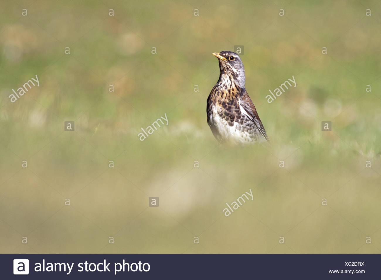 bird birds singing-bird bobolinks throttle animal bird birds migrant Stock Photo