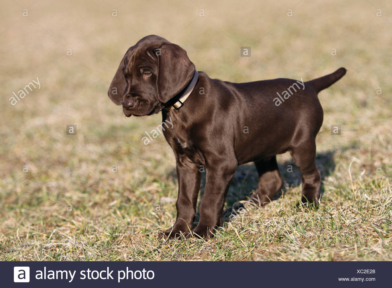 German Shorthaired Pointer Puppy Standing Meadow Stock Photo