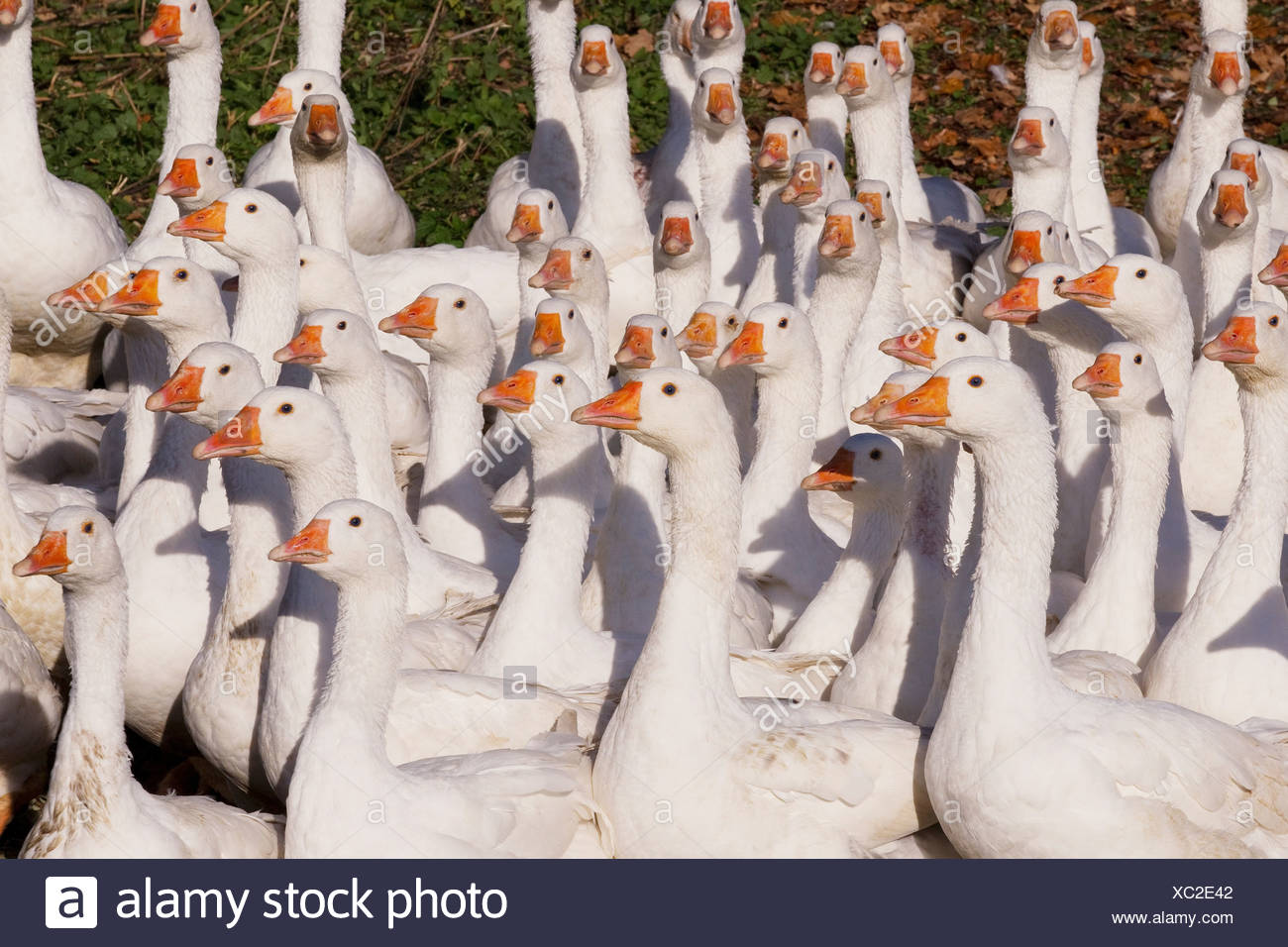 Gaggle Stock Photos & Gaggle Stock Images Alamy