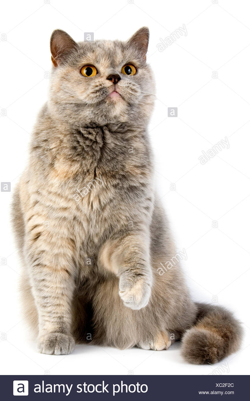 Blue Cream British Shorthair Cat Adult Female Against White