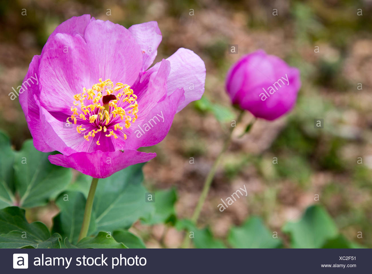 European peony Stock Photo