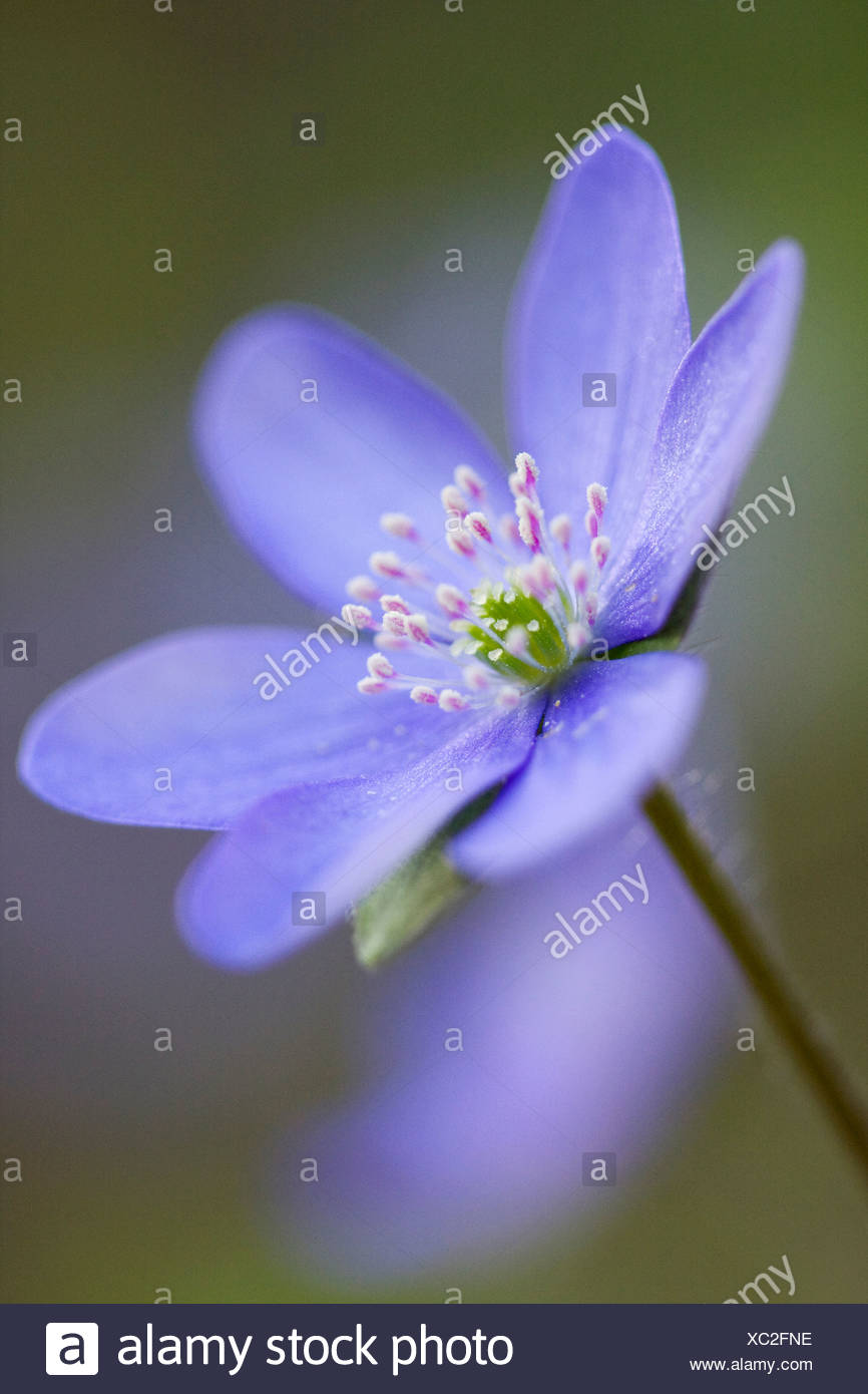Three-lobed Kidneywort or Common Hepatica (Hepatica nobilis) Stock Photo