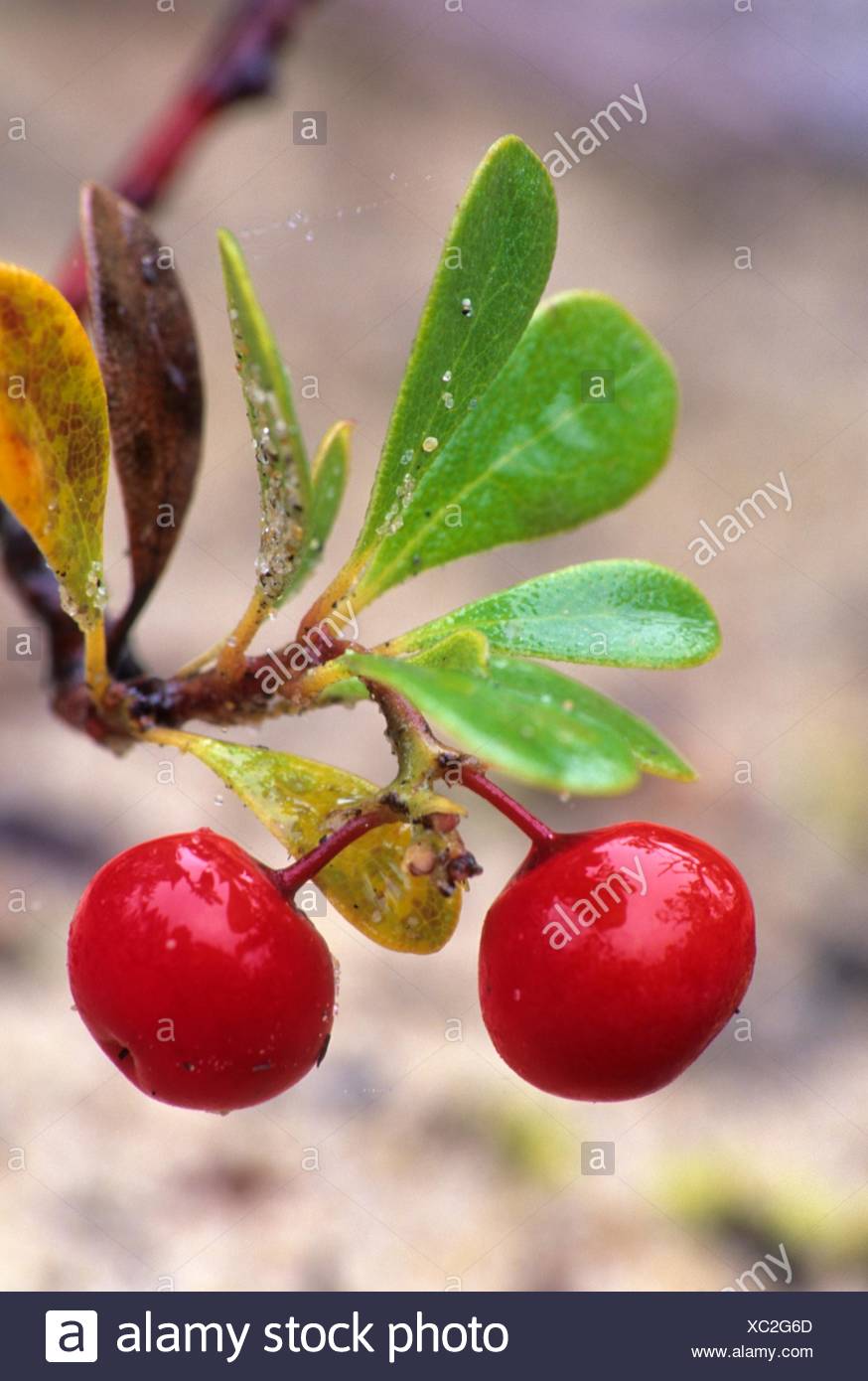 Kinnikinnick Stock Photos & Kinnikinnick Stock Images Alamy