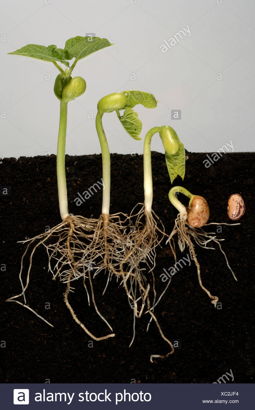 French Bean Seedlings High Resolution Stock Photography and Images Alamy