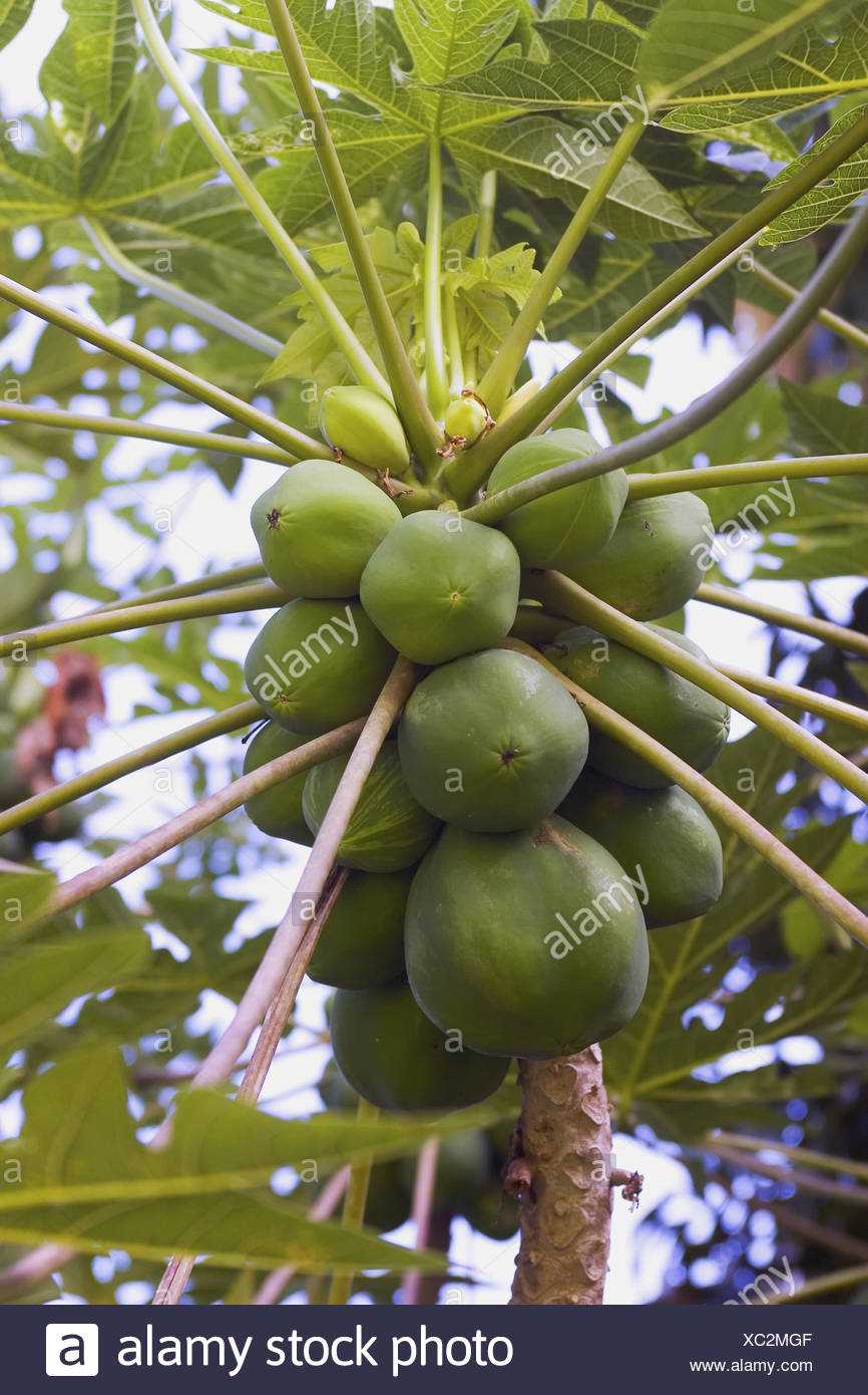 Papaya Tree Hawaii Stock Photos & Papaya Tree Hawaii Stock Images Alamy