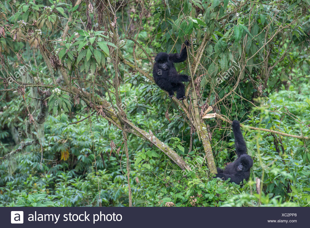 Gorilla Climbing Stock Photos & Gorilla Climbing Stock Images Alamy