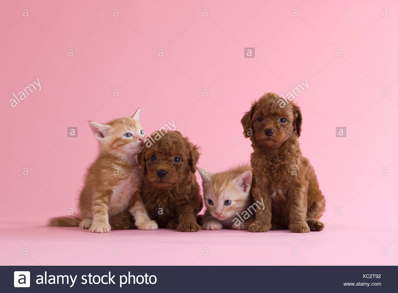 Two American Shorthair Kitten And Two Toy Poodle Puppy Stock Photo
