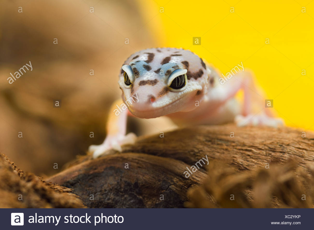 Baby Leopard Gecko Stock Photo Alamy Baby Leopard Gecko Stock Photo Alamy