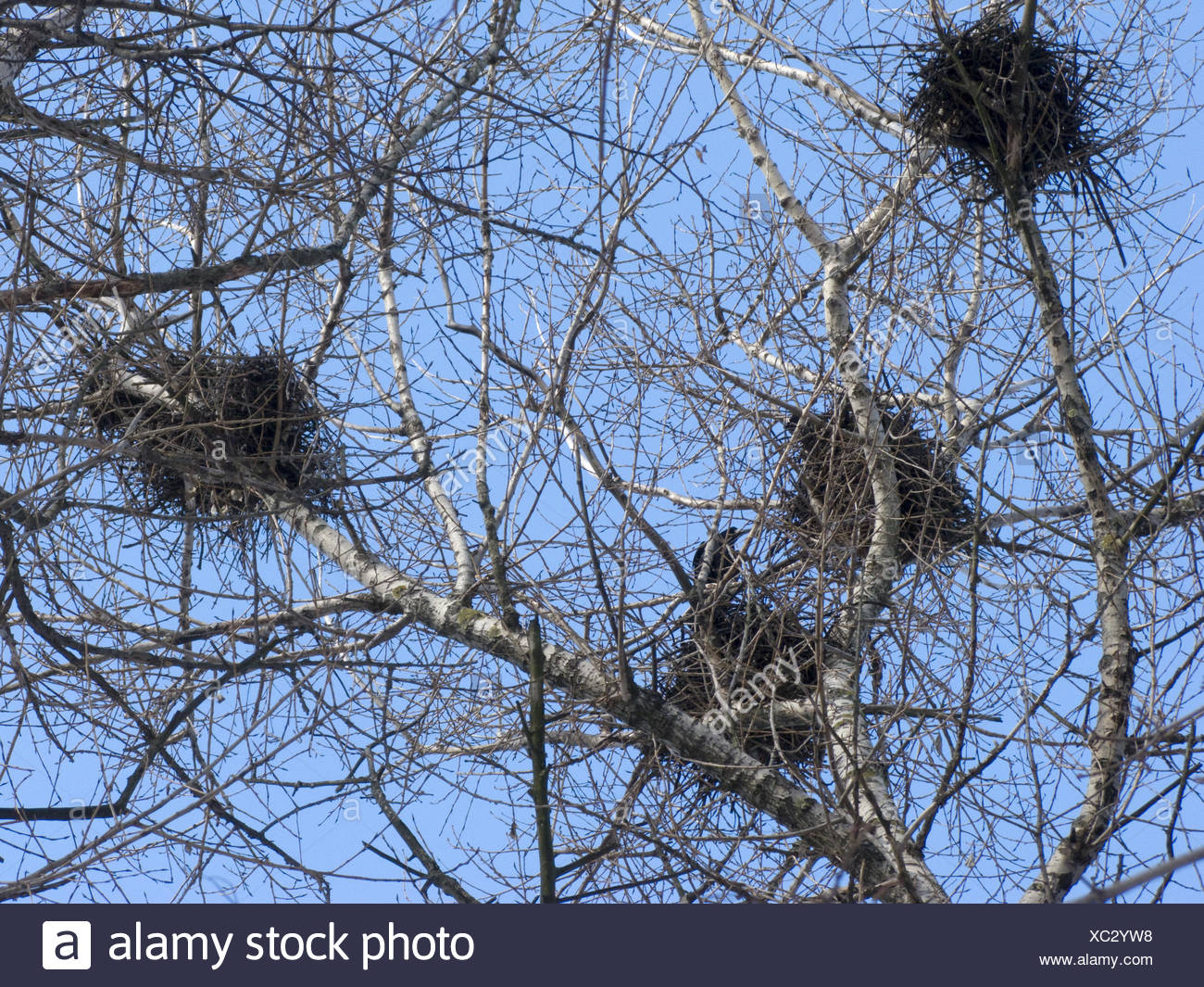Crows Nests Stock Photos & Crows Nests Stock Images Alamy