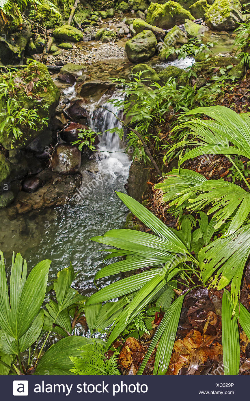 Plants Of Dominica High Resolution Stock Photography and Images Alamy