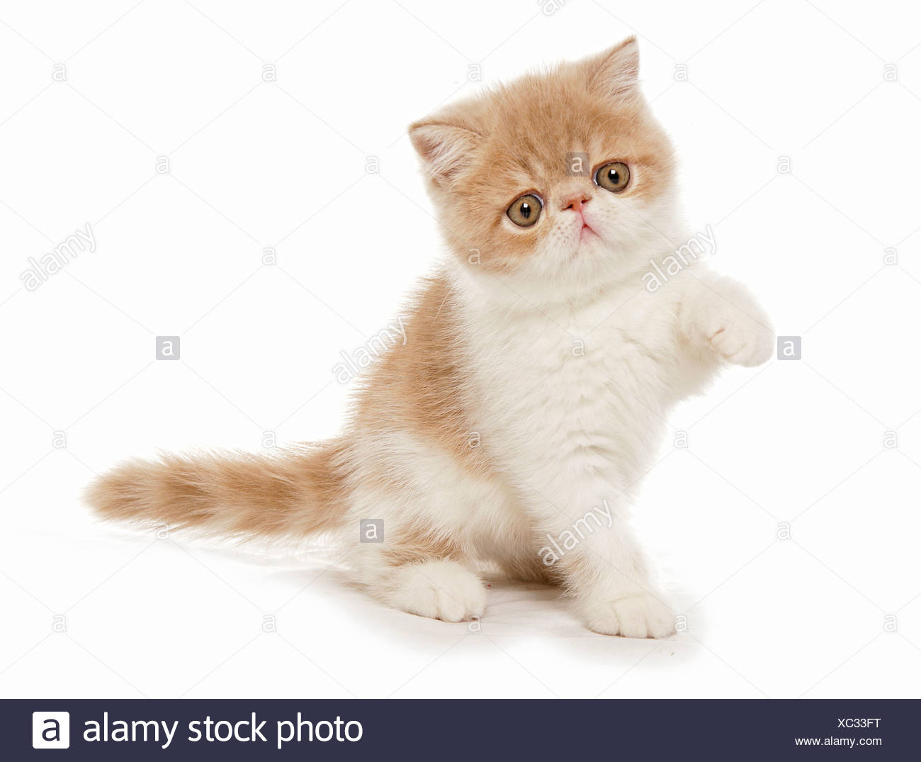 Exotic Shorthair Cat Kitten Sitting Cut Out Stock Photo