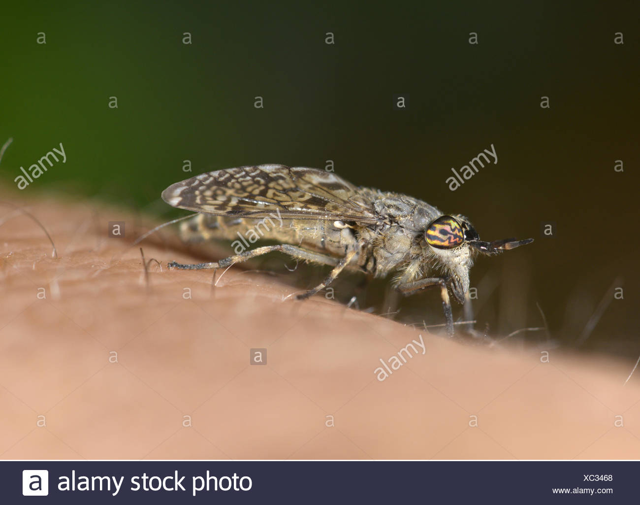 Horse Fly Bite Stock Photos & Horse Fly Bite Stock Images Alamy