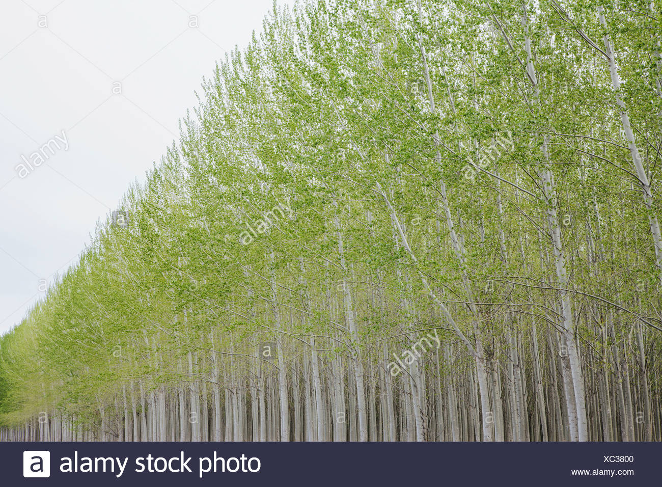 Trees Nursery High Resolution Stock Photography and Images Alamy