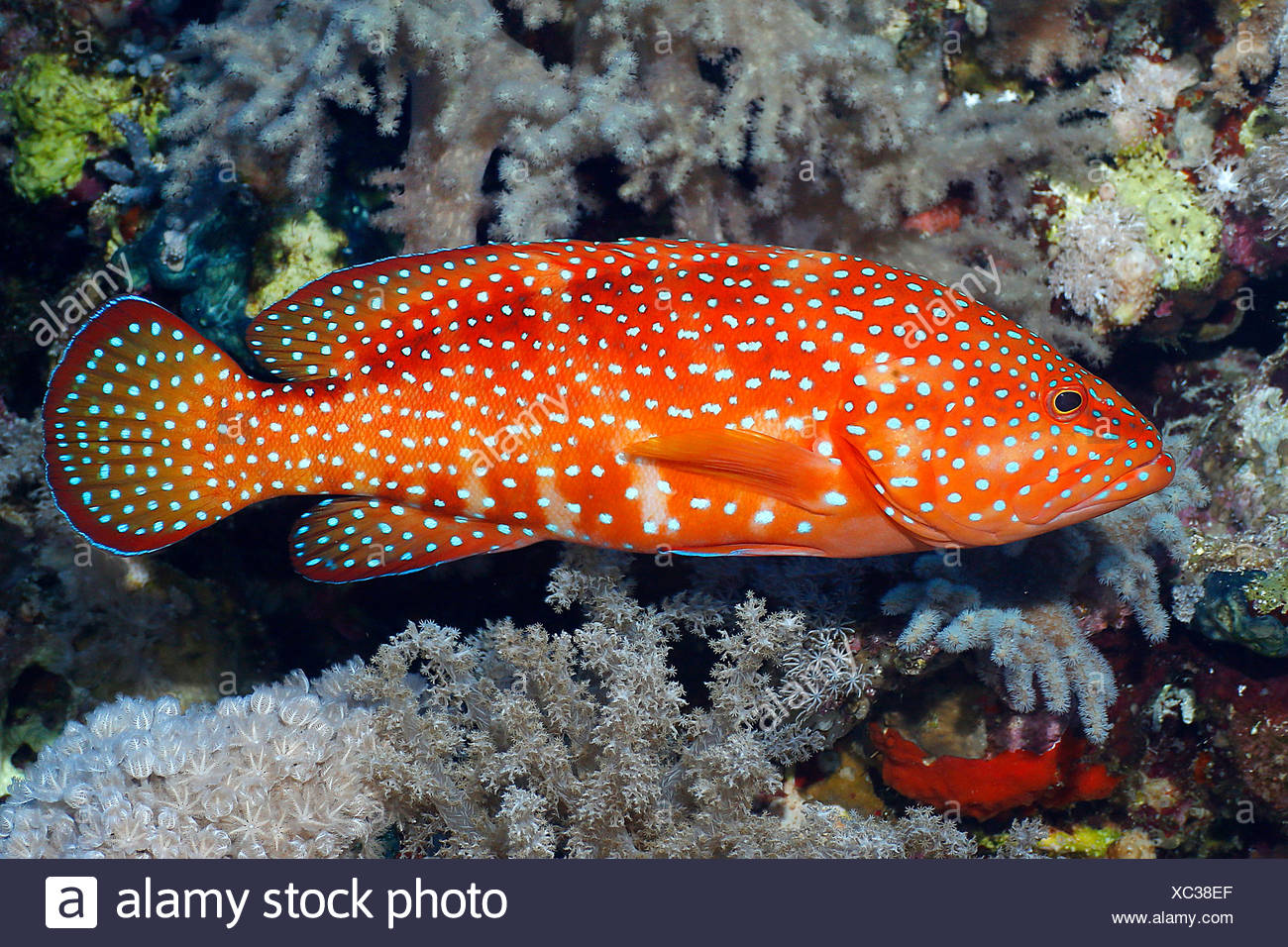 Trout Habitat High Resolution Stock Photography and Images Alamy