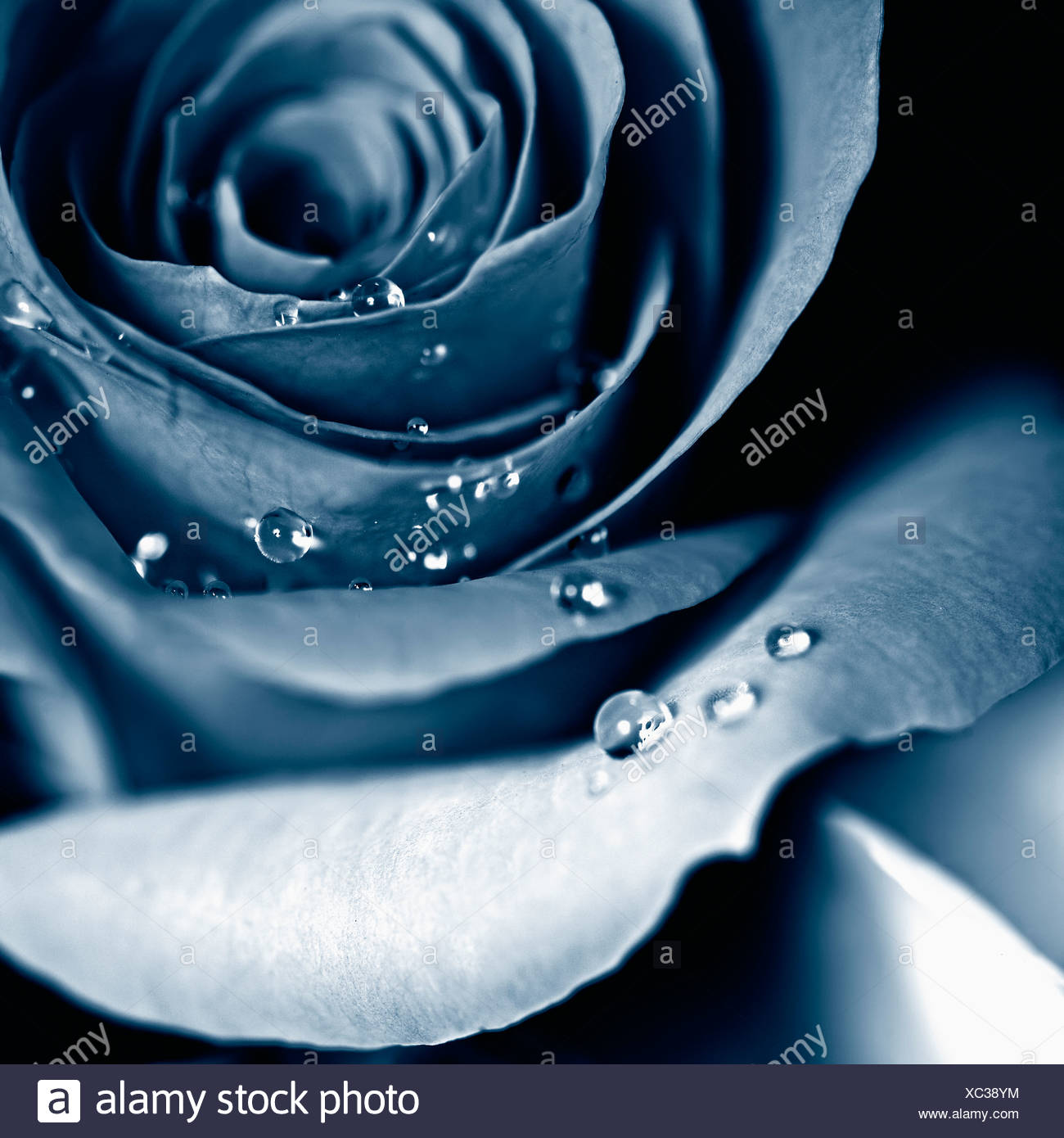 Blue Rose High Resolution Stock Photography and Images - Alamy