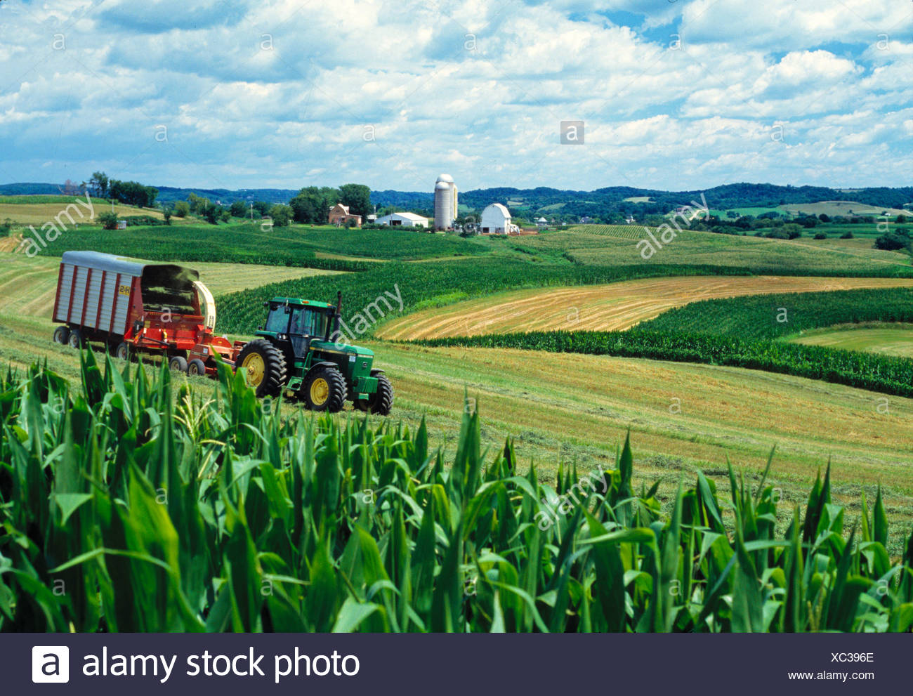 Alfalfa And Corn High Resolution Stock Photography and Images - Alamy