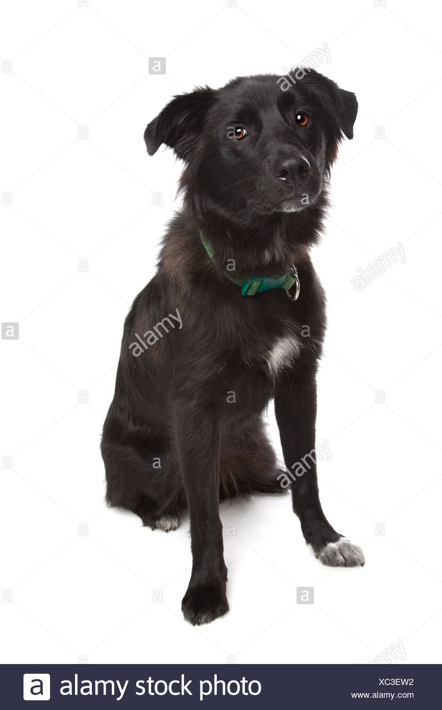 Bulgarian Shepherd Karakachan Dog High Resolution Stock Photography And Images Alamy