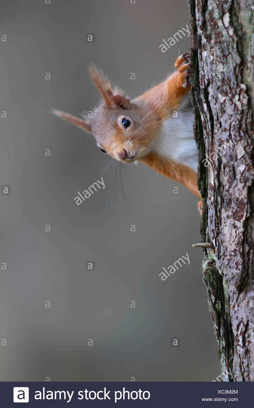 Red Squirrel, Sciurus vulgaris, in spring. Strathspey, Scotland Stock Photo