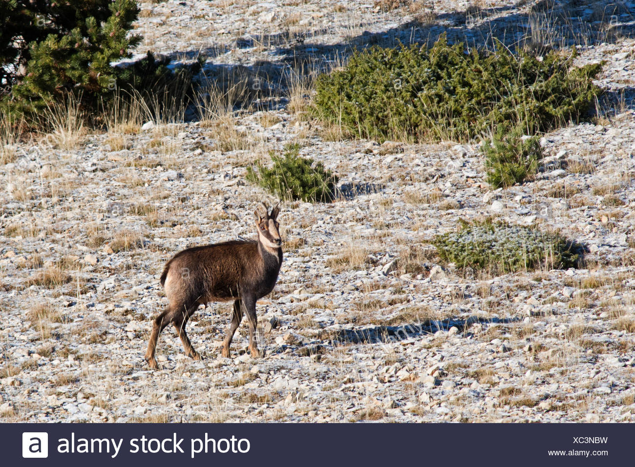 Chamoix Rupicapra Rupicapra Male Spanish Pyrenees Stock Photo Alamy