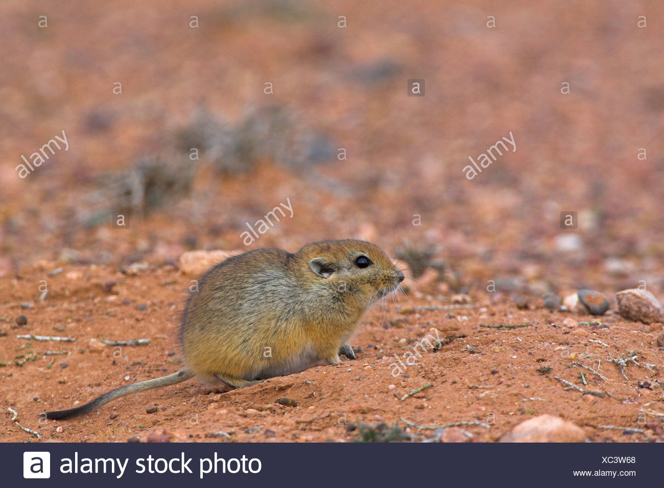 Sand Rat High Resolution Stock Photography and Images Alamy