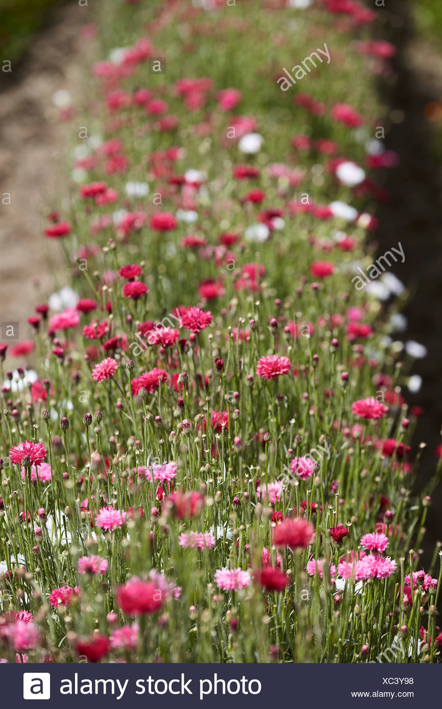 Pink White Flowers High Resolution Stock Photography and Images - Alamy