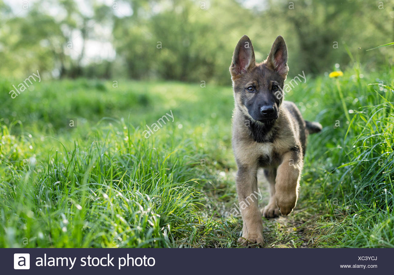german shepherd puppy running