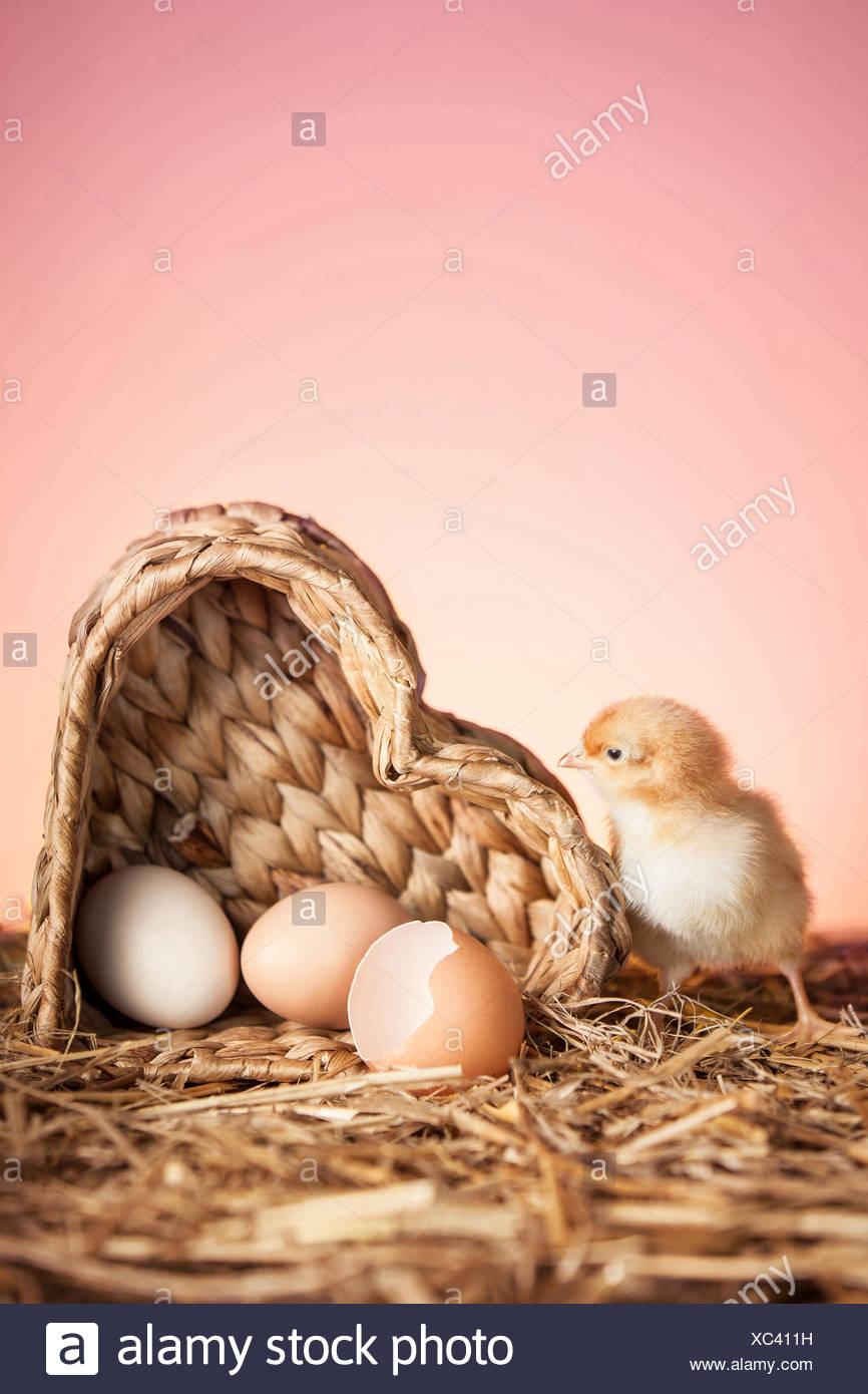 Hatched Egg Stock Photos & Hatched Egg Stock Images Alamy