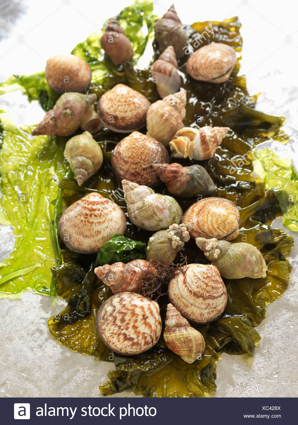 Dog Whelks High Resolution Stock Photography and Images Alamy