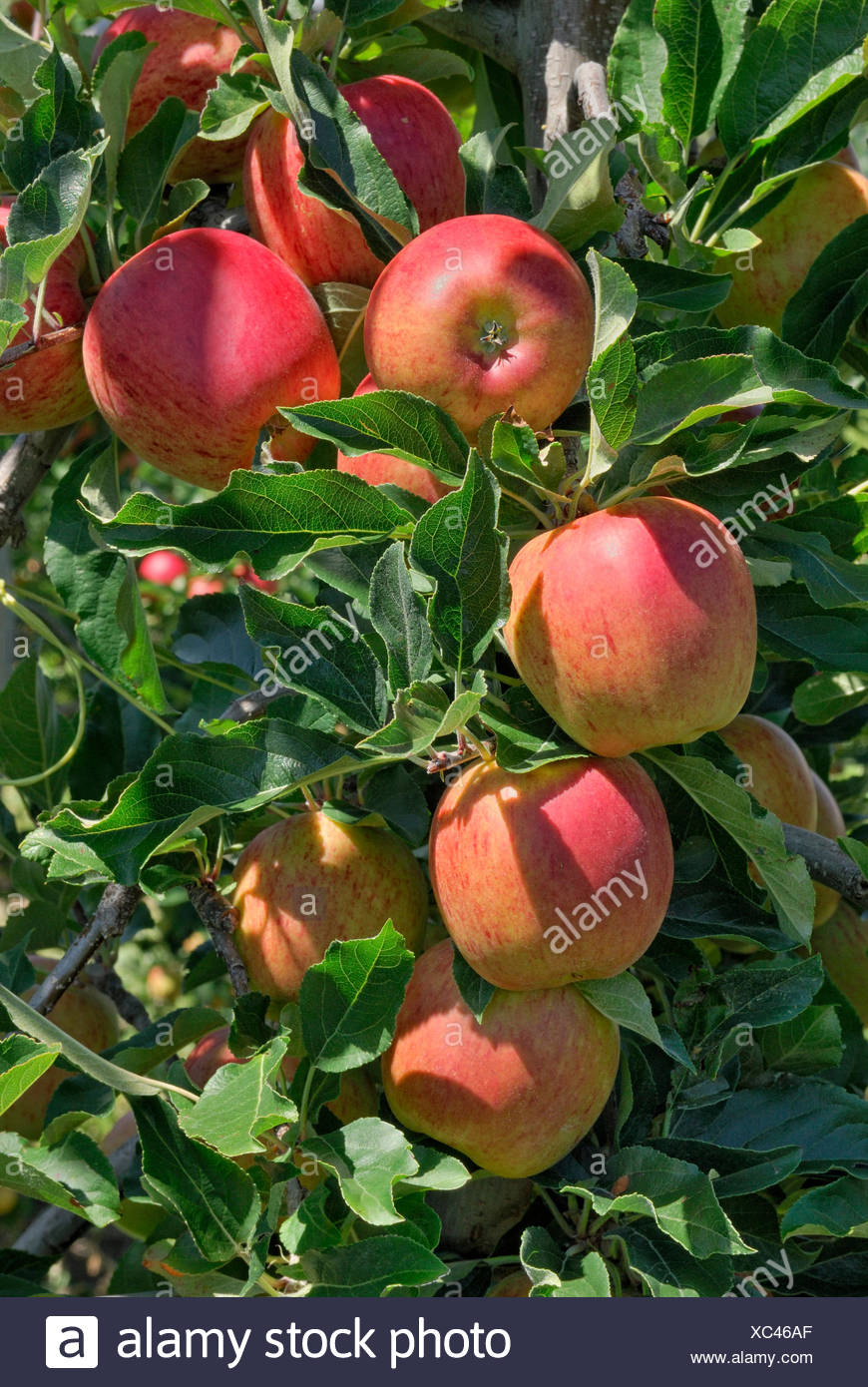 New Zealand Apples High Resolution Stock Photography and Images Alamy