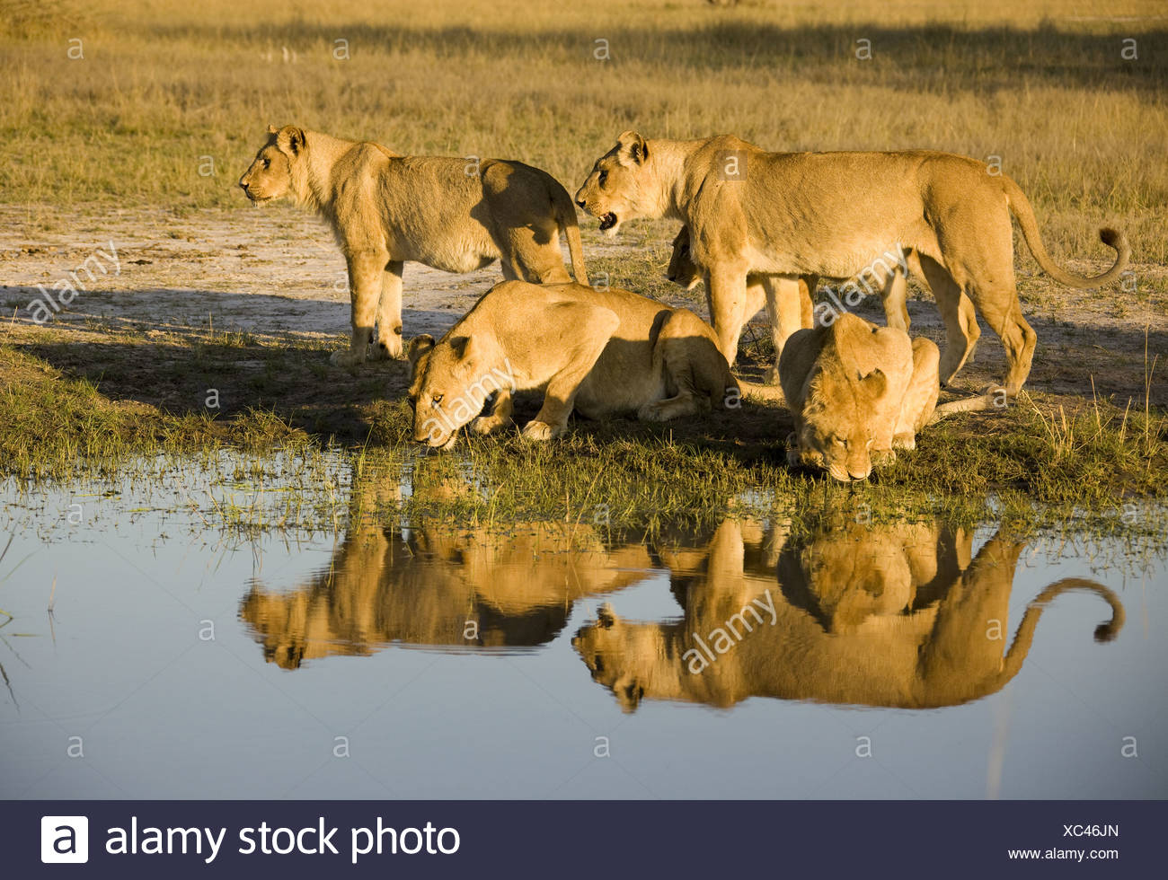Africa Animals Watering Hole Stock Photos & Africa Animals Watering