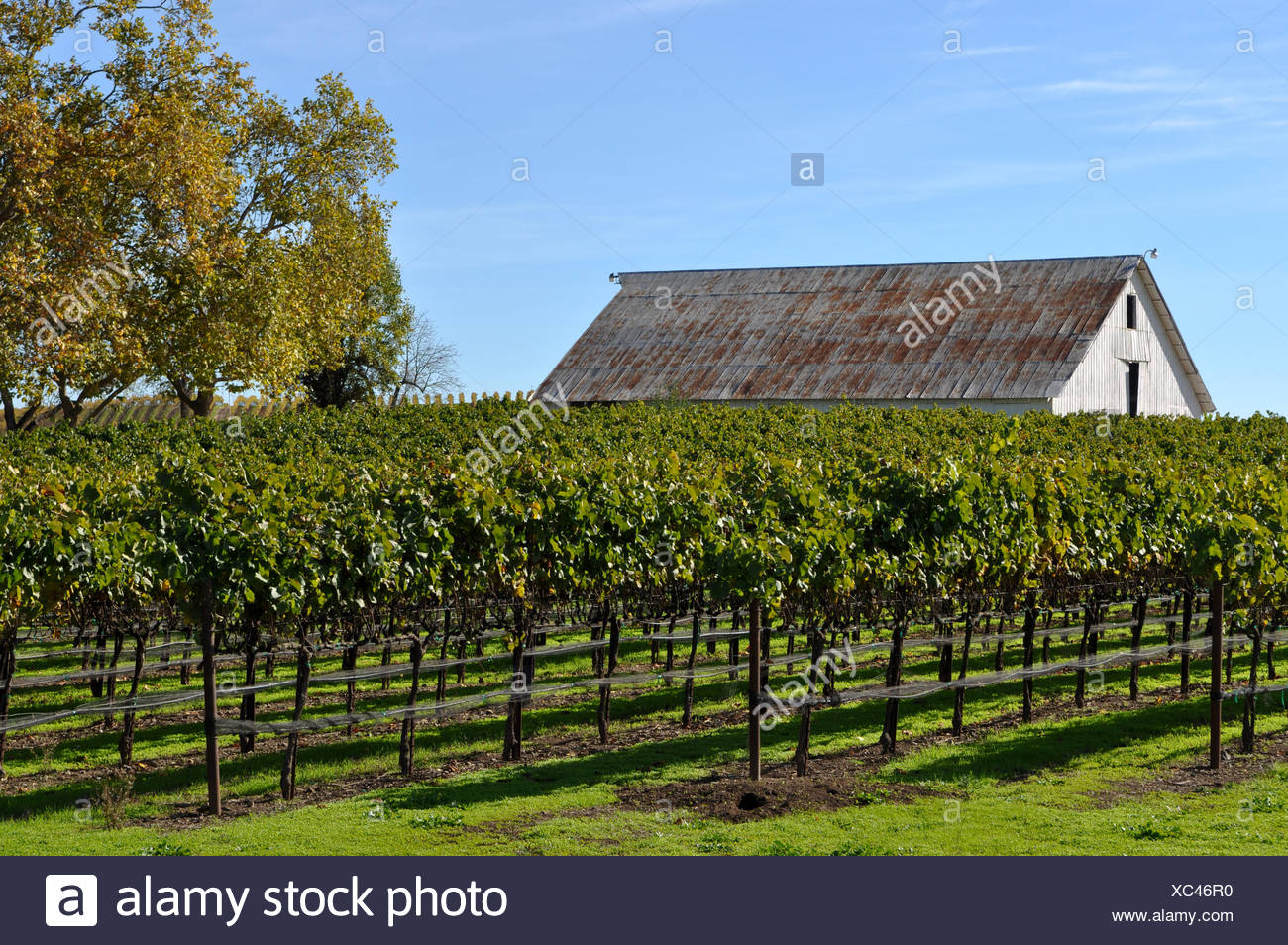 Vineyard With Old Barn Stock Photo 282834916 Alamy