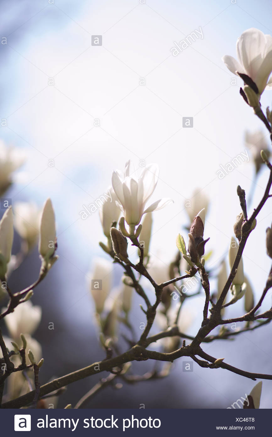 Wisteria Bud High Resolution Stock Photography and Images