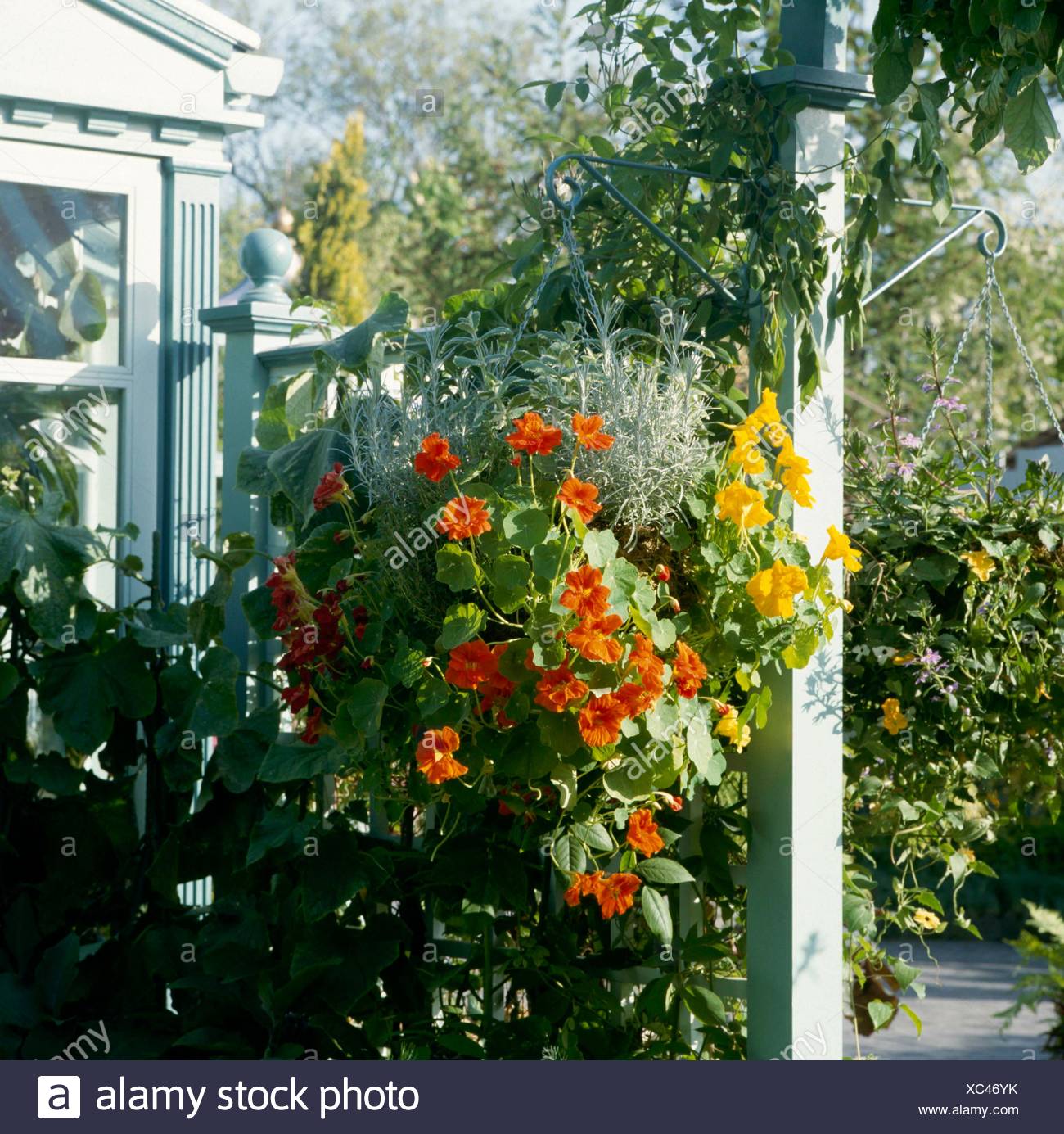 Hanging Nasturtiums High Resolution Stock Photography and Images Alamy