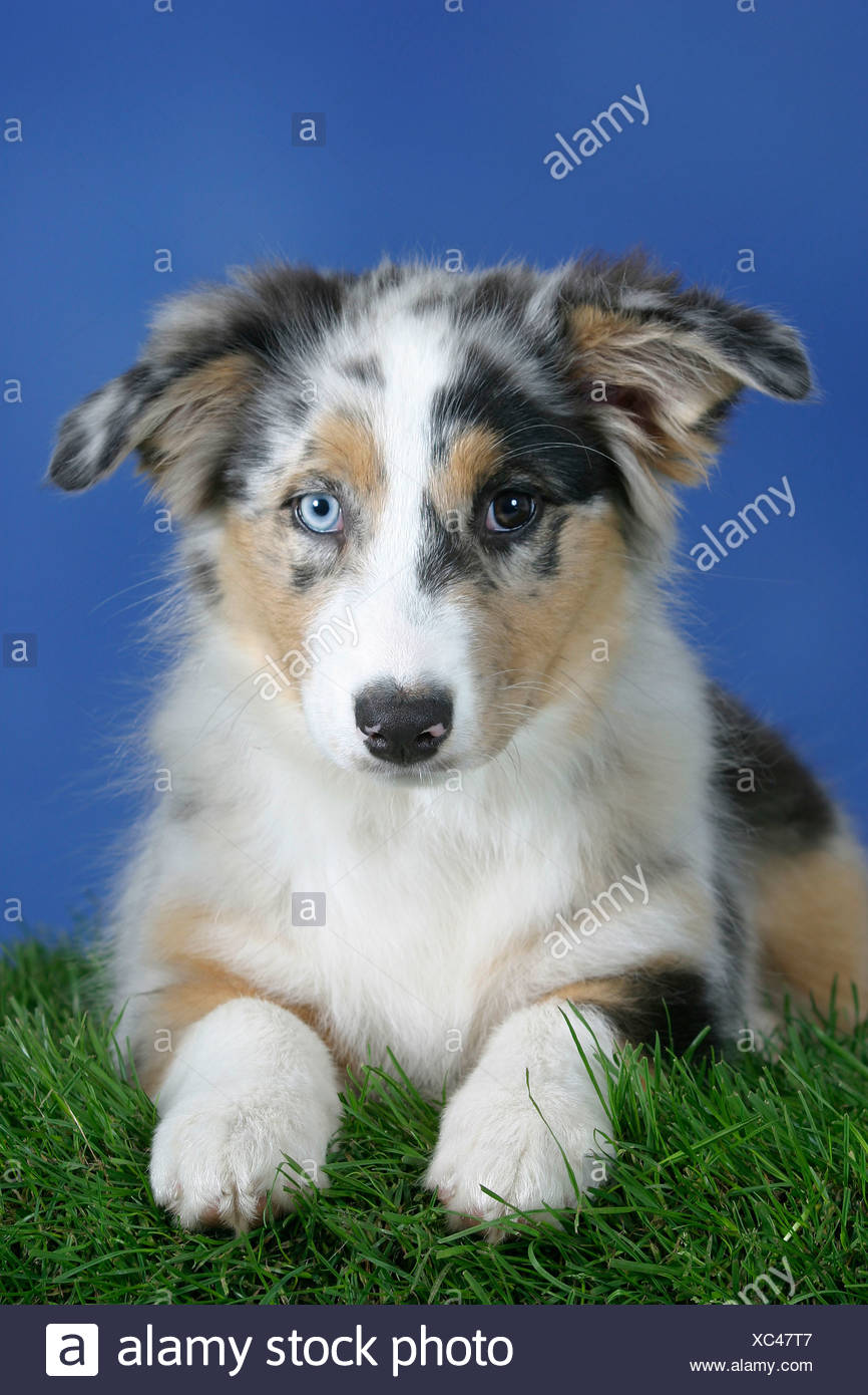 blue merle pastor australiano