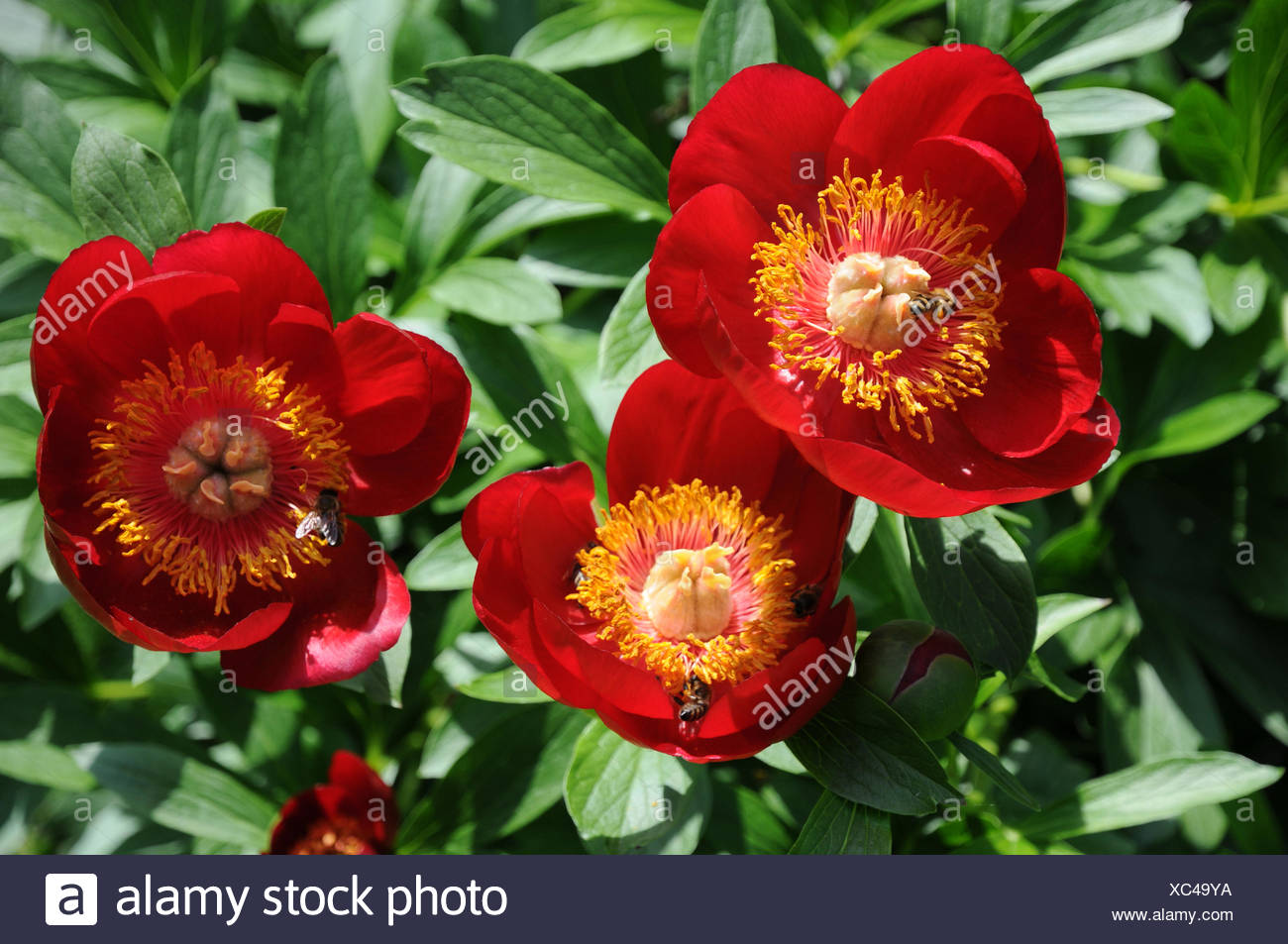 Scarlet red single peony Stock Photo