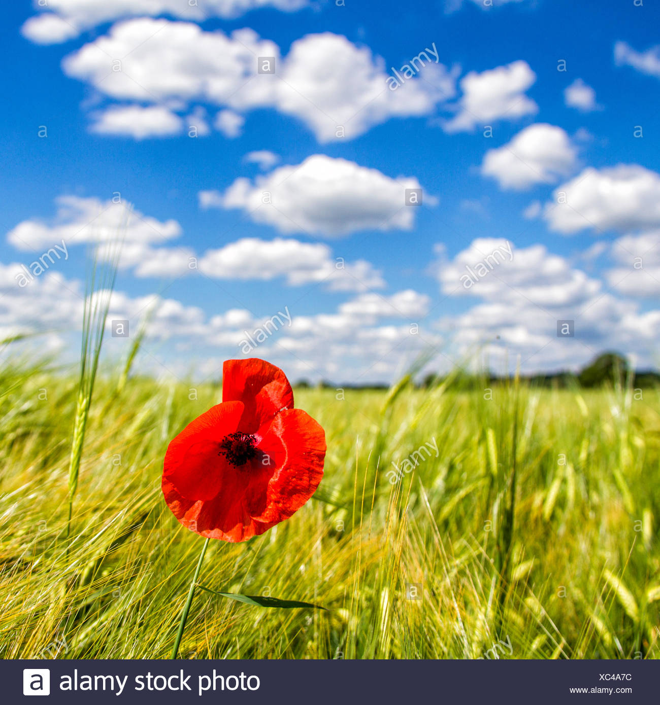 Close Up Of Of Red Poppy Field High Resolution Stock Photography And Images Alamy