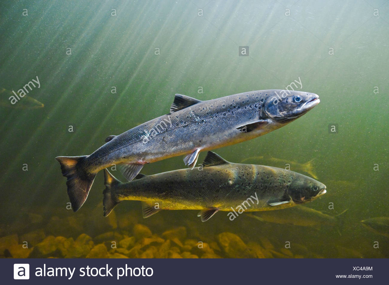 Habitat For Atlantic Salmon High Resolution Stock Photography and