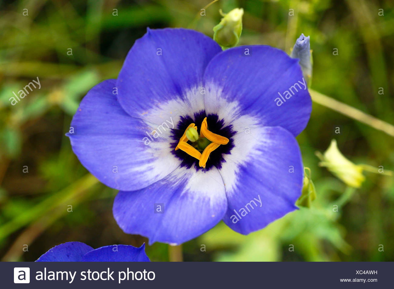 Texas Bluebell Flower High Resolution Stock Photography And Images Alamy