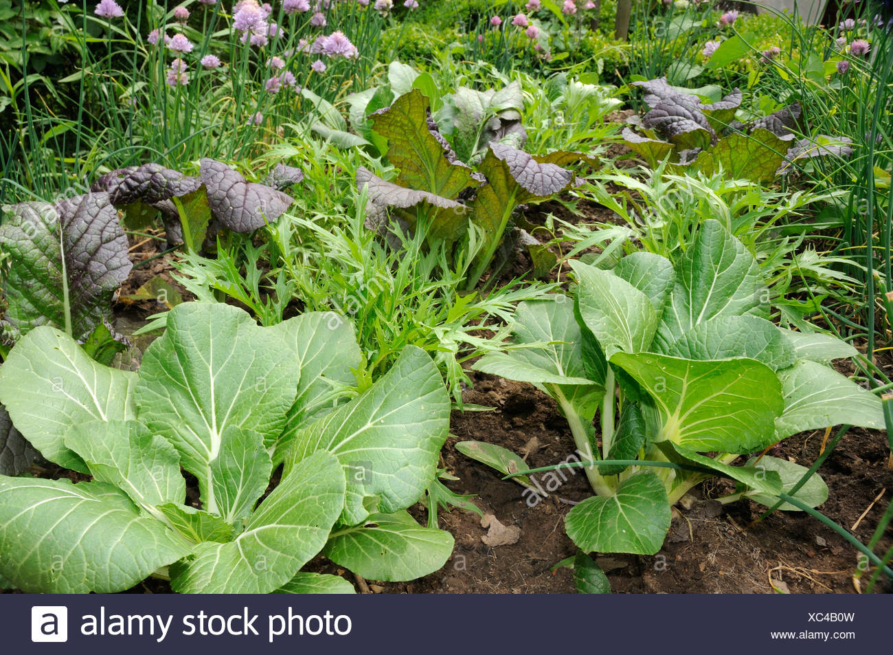 Chinese Vegetable Garden High Resolution Stock Photography and Images